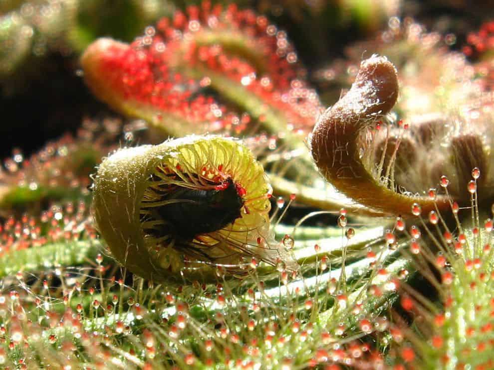 Sundew plant