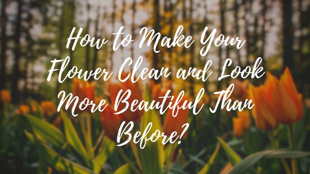 How to Make Your Flower Clean and Look More Beautiful Than Before? 