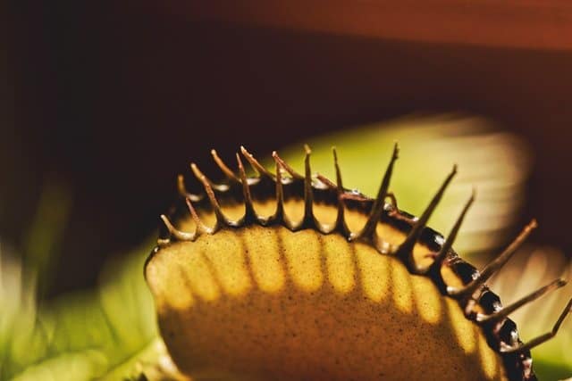 Venus flytrap