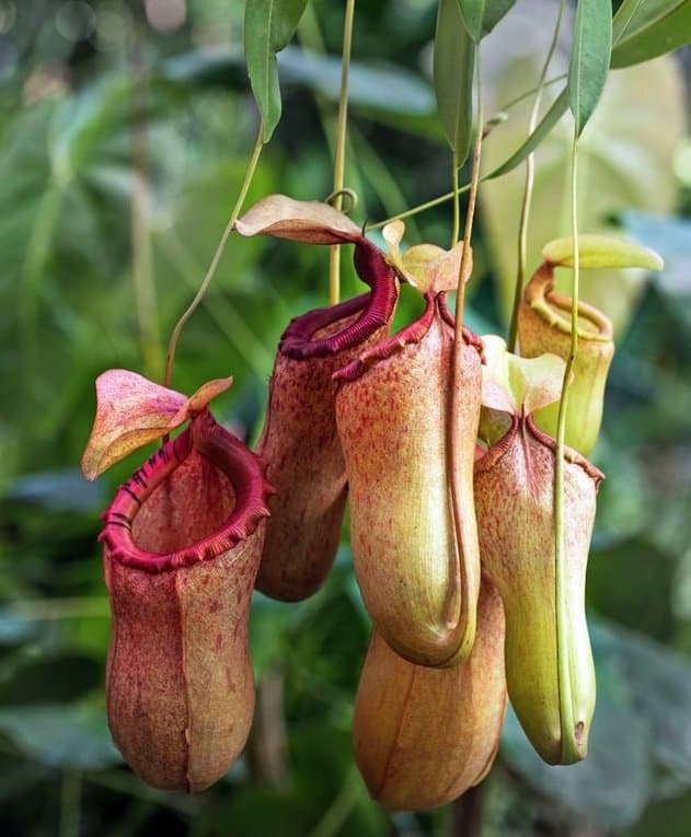 Pitcher plant