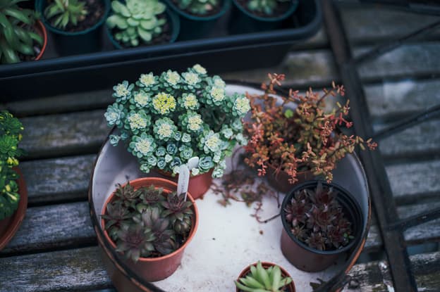 Complete Guide to Terrarium Workshops in Singapore