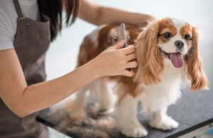 Grooming-Tips-for-Pets