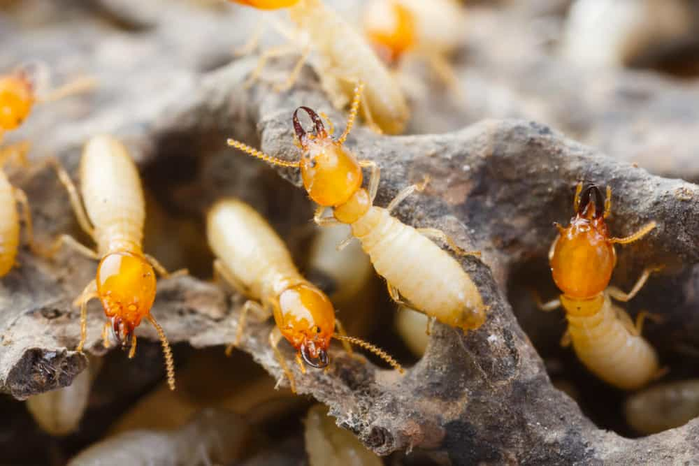 Termite Control